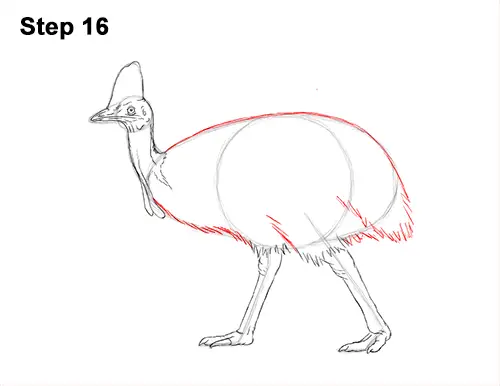 How to Draw an Australian Southern Cassowary Bird 16