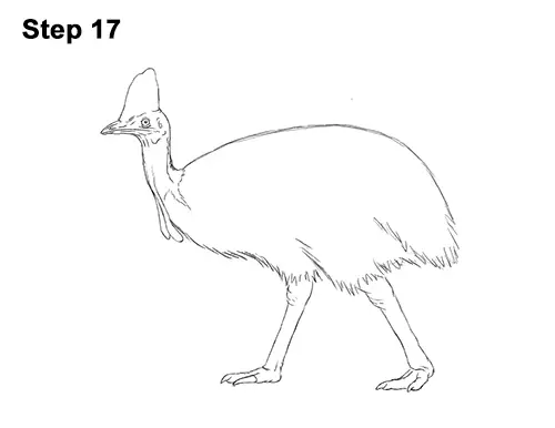 How to Draw an Australian Southern Cassowary Bird 17