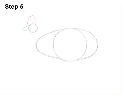 How to Draw an Australian Southern Cassowary Bird 5
