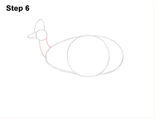 How to Draw an Australian Southern Cassowary Bird 6