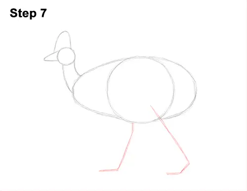 How to Draw an Australian Southern Cassowary Bird 7