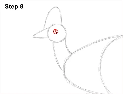 How to Draw an Australian Southern Cassowary Bird 8