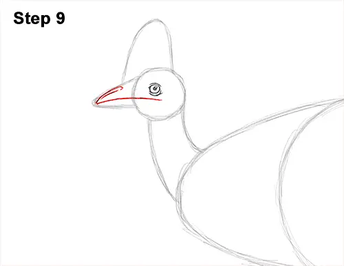 How to Draw an Australian Southern Cassowary Bird 9