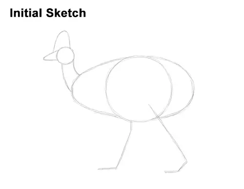 How to Draw an Australian Southern Cassowary Bird Guide Lines