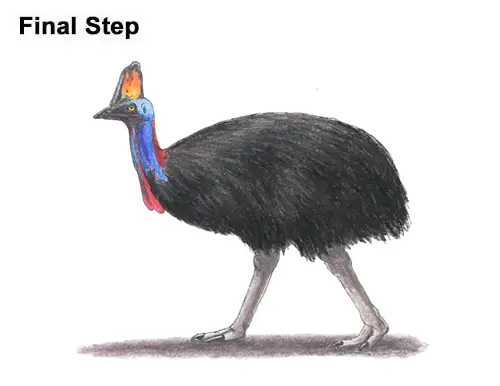 How to Draw an Australian Southern Cassowary Bird