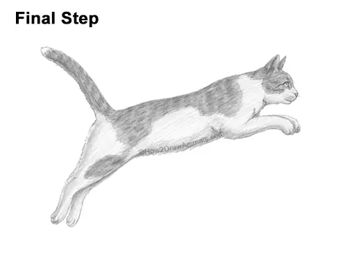 How to Draw a Cat Jumping Leaping Side View