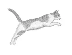 How to Draw a Tabby Cat Jumping Leaping Side View