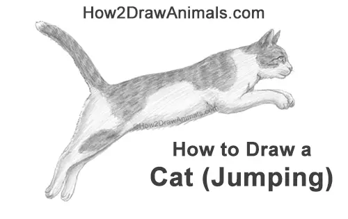 How to Draw a Cat Jumping Leaping Side View