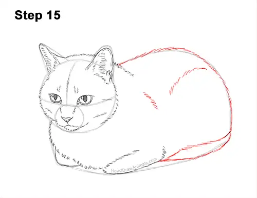 How to Draw a Tabby Kitty Cat Sitting Laying Roosting 15