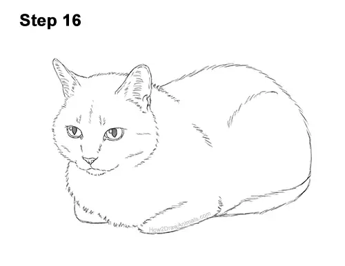 How to Draw a Tabby Kitty Cat Sitting Laying Roosting 16