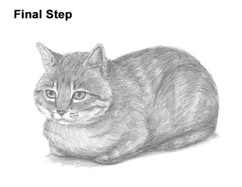 How to Draw a Tabby Kitty Cat Sitting Laying Roosting