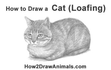 How to Draw a Cat (Loaf Position) VIDEO & Step-by-Step Pictures