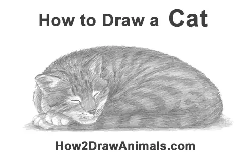 How to Draw a Cat Kitten Sleeping
