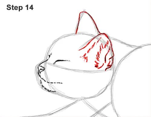 How to Draw a Tabby Kitten Cat Stretching 14