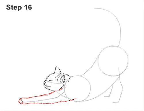 How to Draw a Tabby Kitten Cat Stretching 16