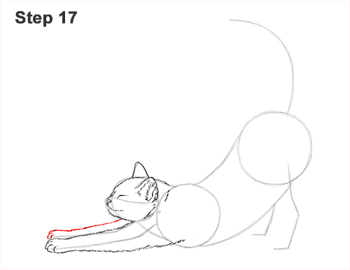 How to Draw a Tabby Kitten Cat Stretching 17