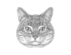 How to Draw a Tabby Cat Head Detail Portrait Face