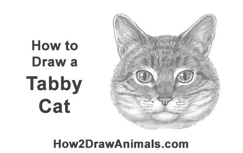 How to Draw a Tabby Kitty Cat Head Detail