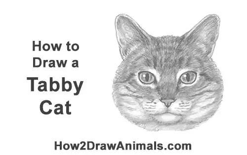 Head draw cat a to