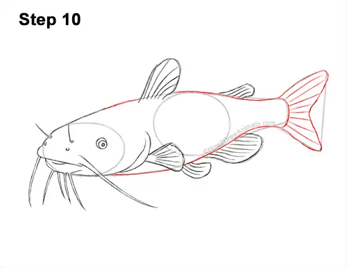 How to Draw a Channel Catfish Fish 10