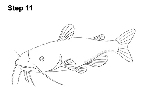 How to Draw a Channel Catfish Fish 11