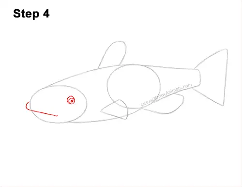 How to Draw a Channel Catfish Fish 4