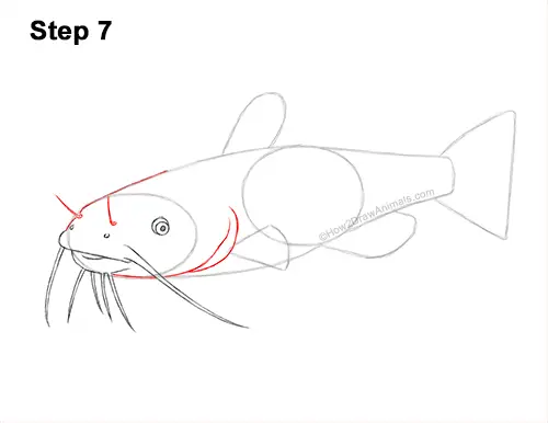 How to Draw a Channel Catfish Fish 7