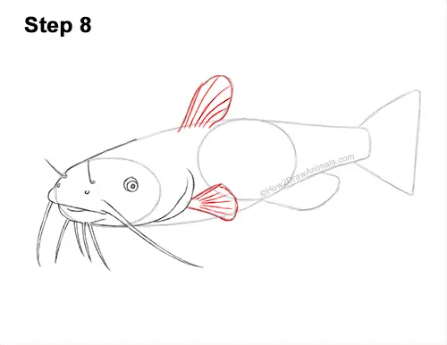 How to Draw a Channel Catfish Fish 8