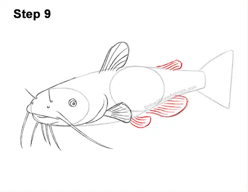 How to Draw a Channel Catfish Fish 9