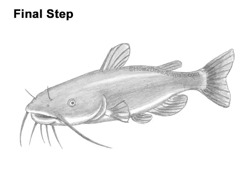 How to Draw a Channel Catfish Fish