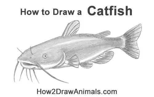 How to Draw Fish: Easy Step-by-Step Fish Drawing [With Video