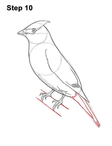 How to Draw a Cedar Waxwing Bird 10