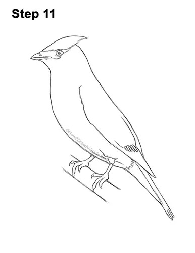 How to Draw a Cedar Waxwing Bird 11