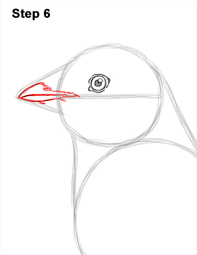How to Draw a Cedar Waxwing Bird 6