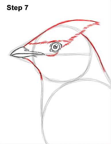 How to Draw a Cedar Waxwing Bird 7