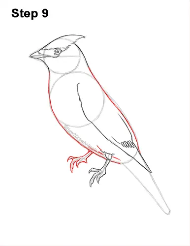 How to Draw a Cedar Waxwing Bird 9