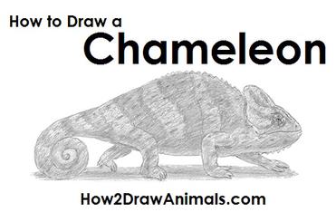 how to draw a panther chameleon