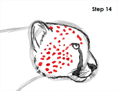 Draw Cheetah 14