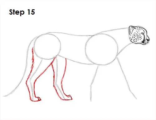 Draw Cheetah 15