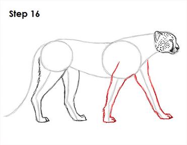 cheetah drawing step by step