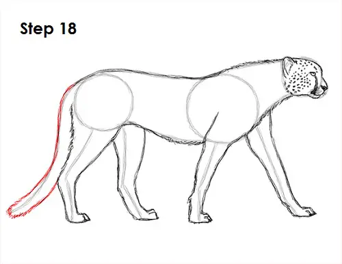 Draw Cheetah 18