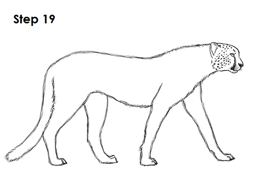 Draw Cheetah 19