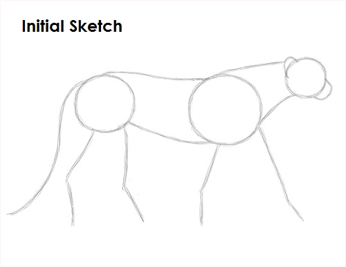 Draw Cheetah Sketch
