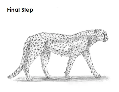 Draw Cheetah Final