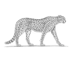 How to Draw a Cheetah Side View