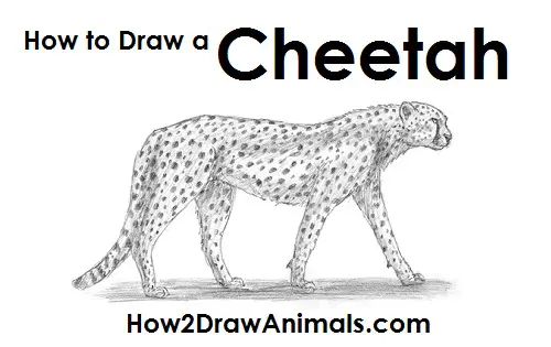 How to Draw a Cheetah Side View