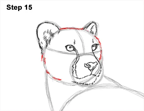 How to Draw a Cheetah Standing Side 15