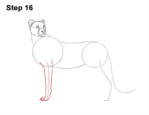 How to Draw a Cheetah Standing Side 16