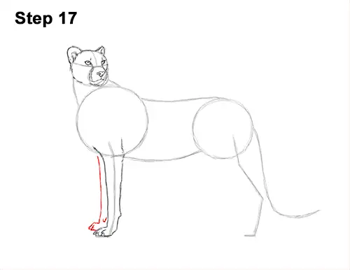 How to Draw a Cheetah Standing Side 17