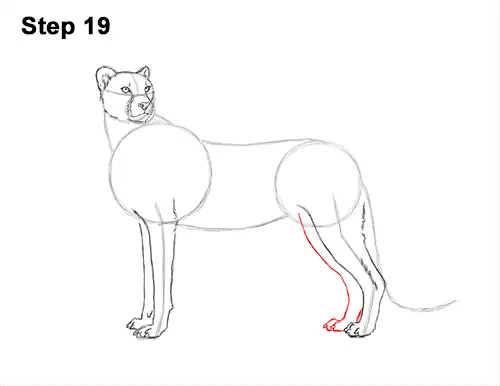 How to Draw a Cheetah Standing Side 19